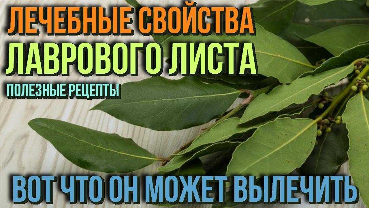 Польза и вред лаврового листа, лечебные свойства, противопоказания, отзывы