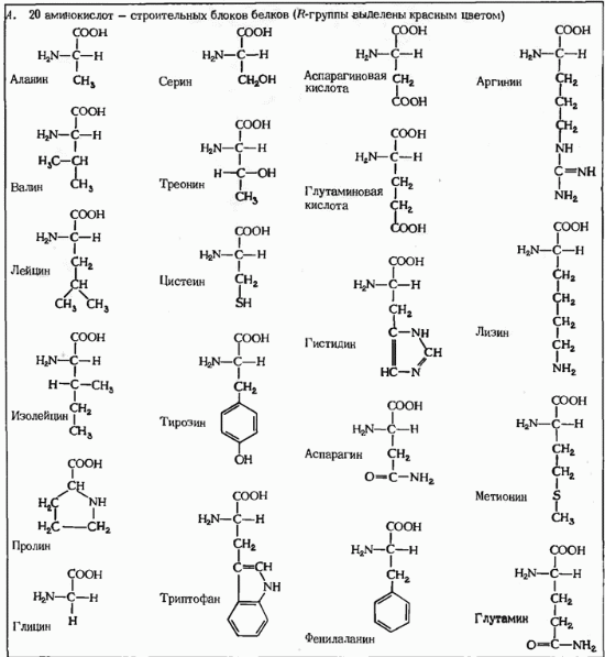 Аминокислоты биохимия презентация