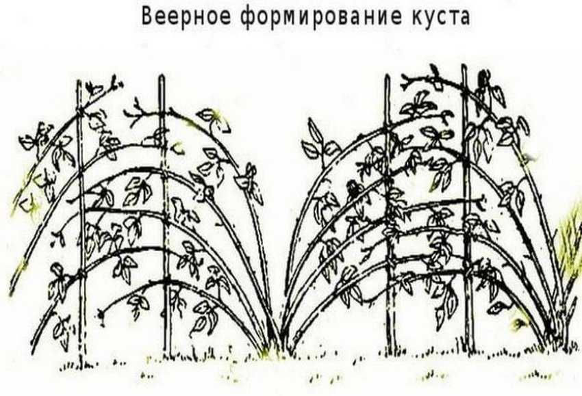 Уход за садовой ежевикой: золотые правила садоводов