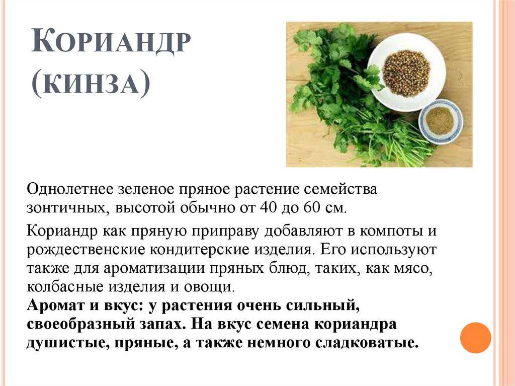 Кинза: польза и вред