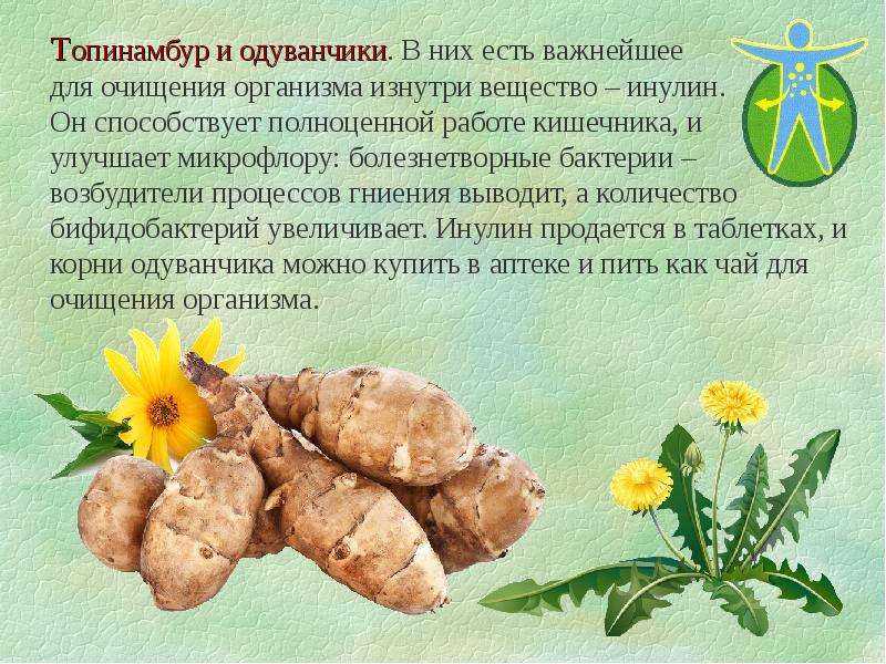 Топинамбур: состав, калорийность, польза, рецепты
