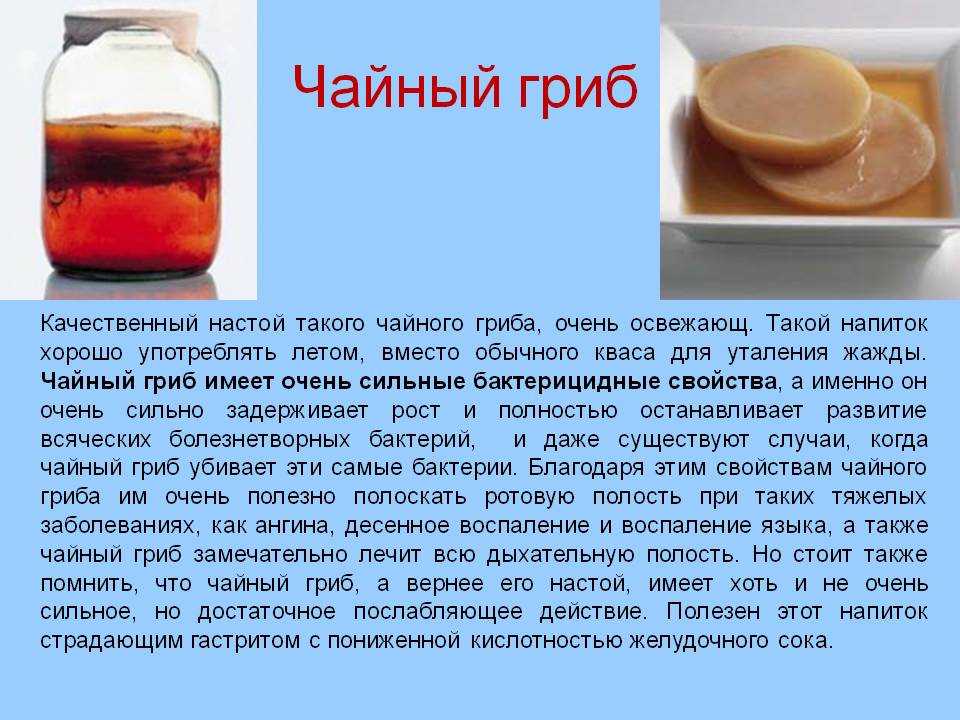 5 причин завести чайный гриб в банке - новости медицины