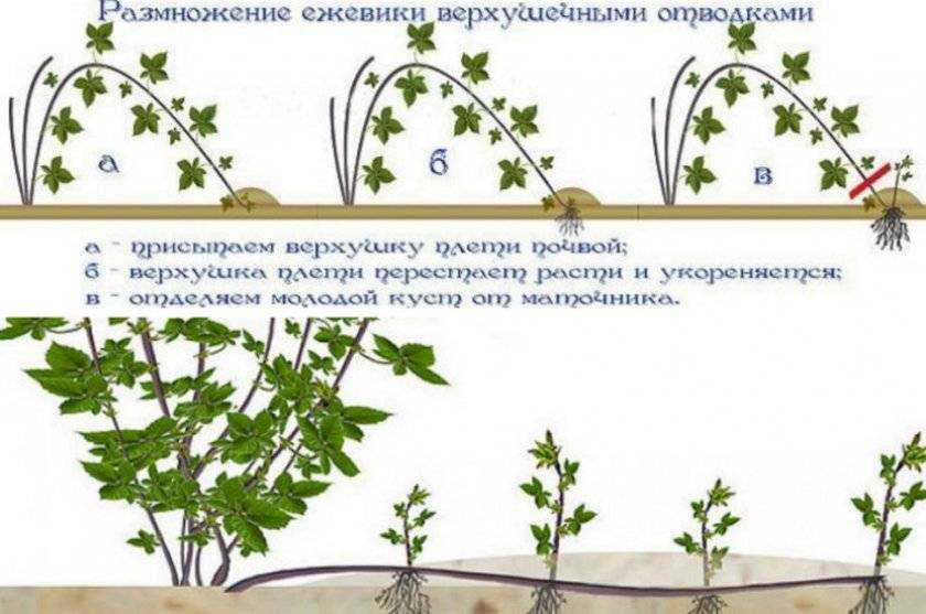 Размножение садовой ежевики | во саду и в огороде