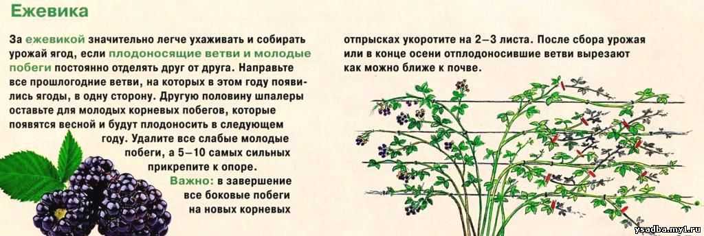 Схема обрезки ежевики