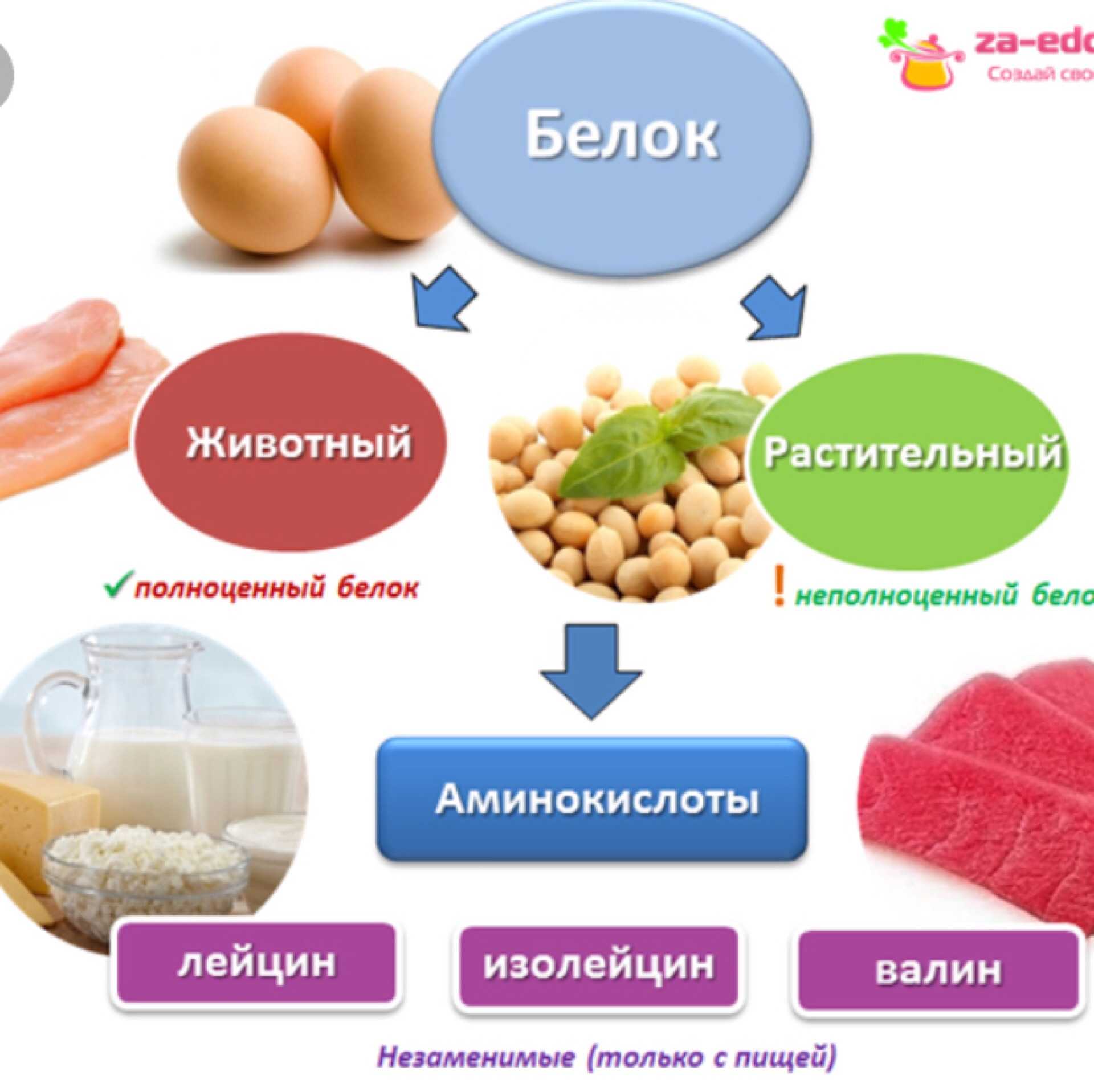 Что такое белок в продуктах питания список с фото