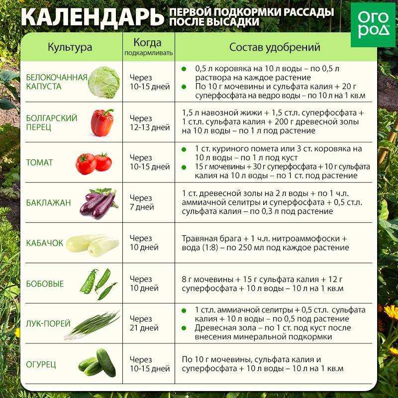 Польза и вред баклажанов - кому их есть никогда нельзя и кому они полезны