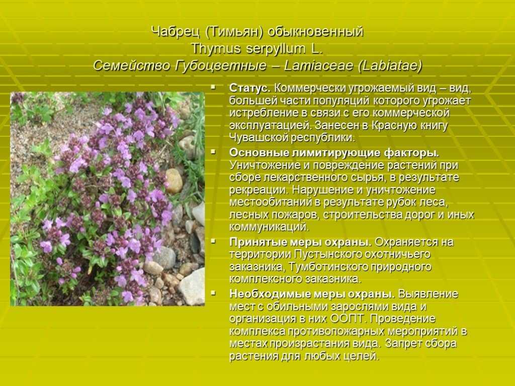 Лекарственные травы оренбургской области фото и описание