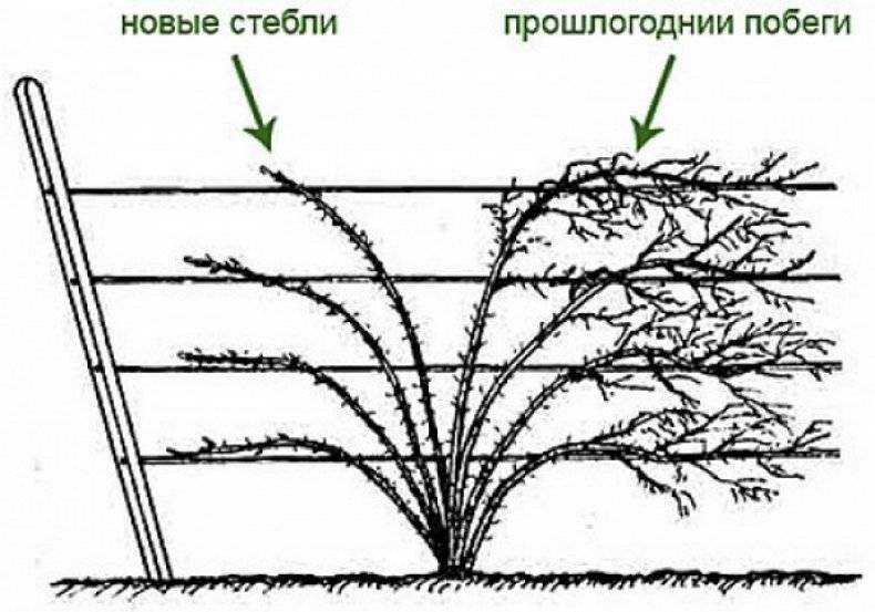 Ежевика: уход и выращивание, размножение и обрезка - sadovnikam.ru