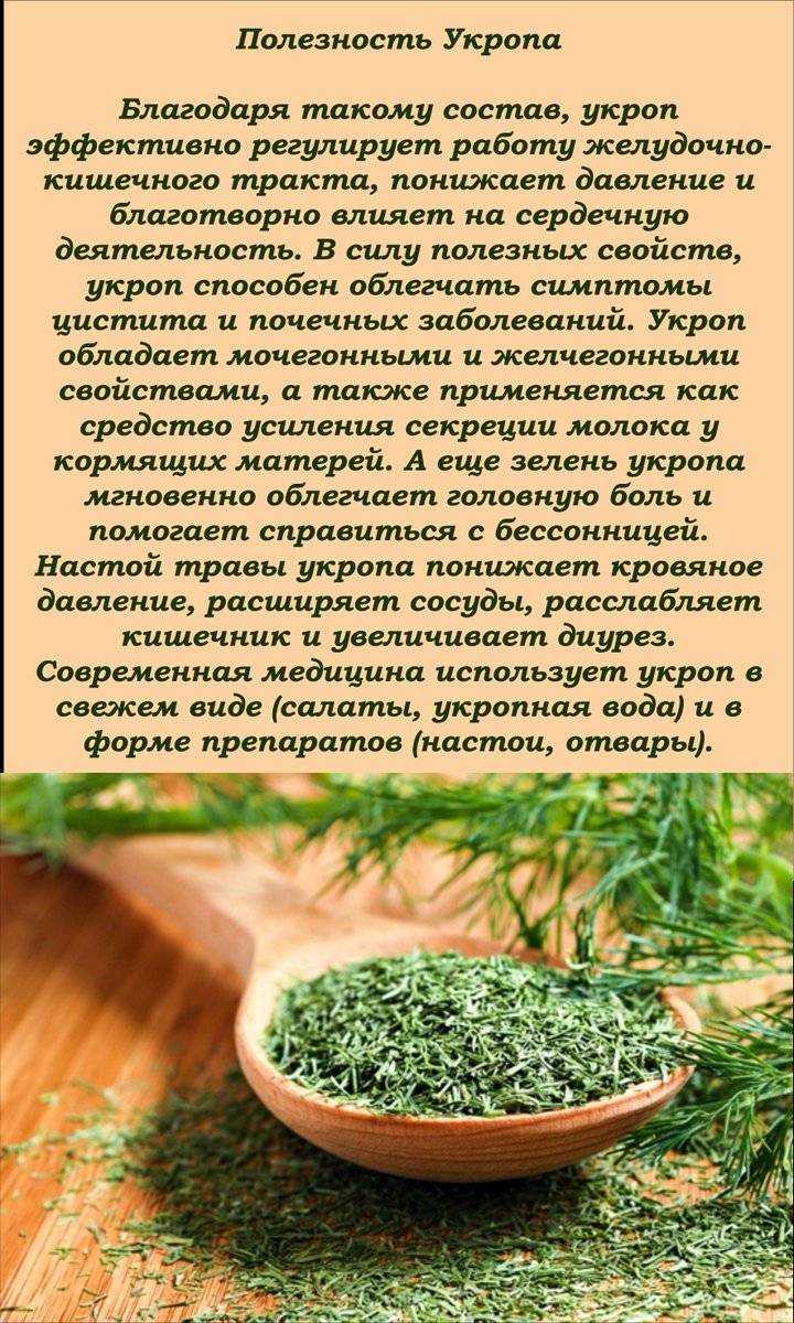 Укроп — какие витамины содержит