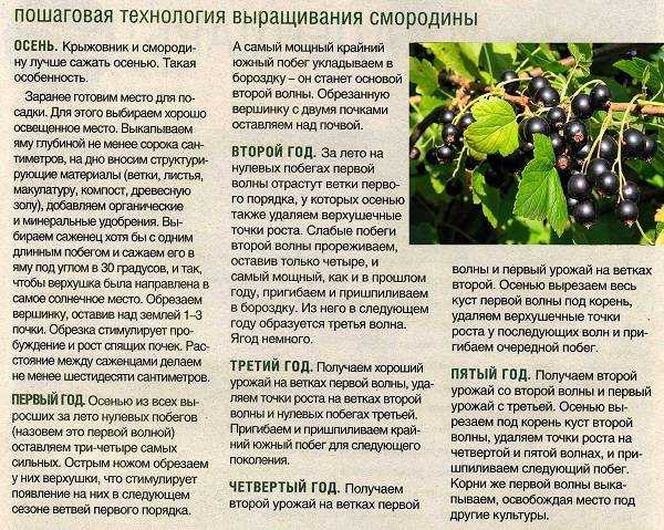 С какого возраста и какой компот можно давать ребенку?