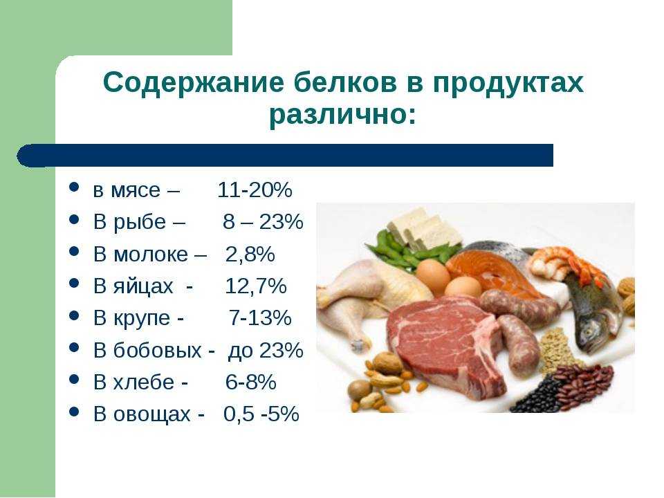 Белки животного происхождения презентация