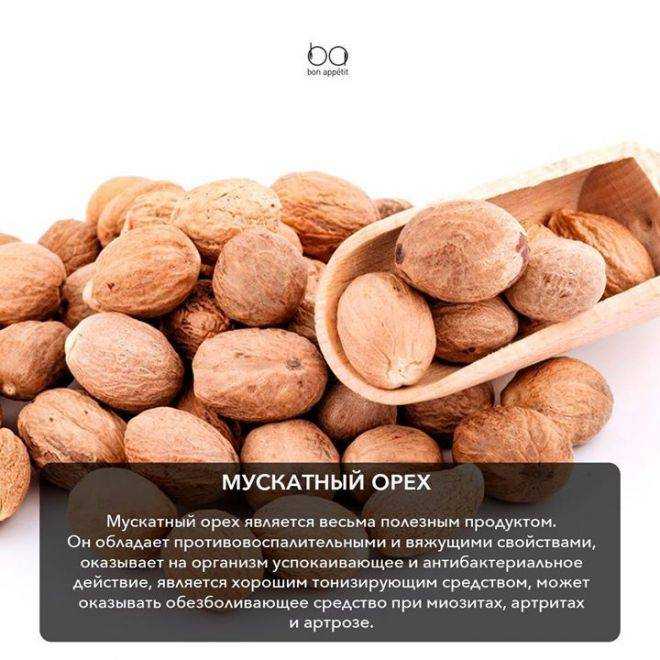 Мускатный орех: польза и вред для здоровья