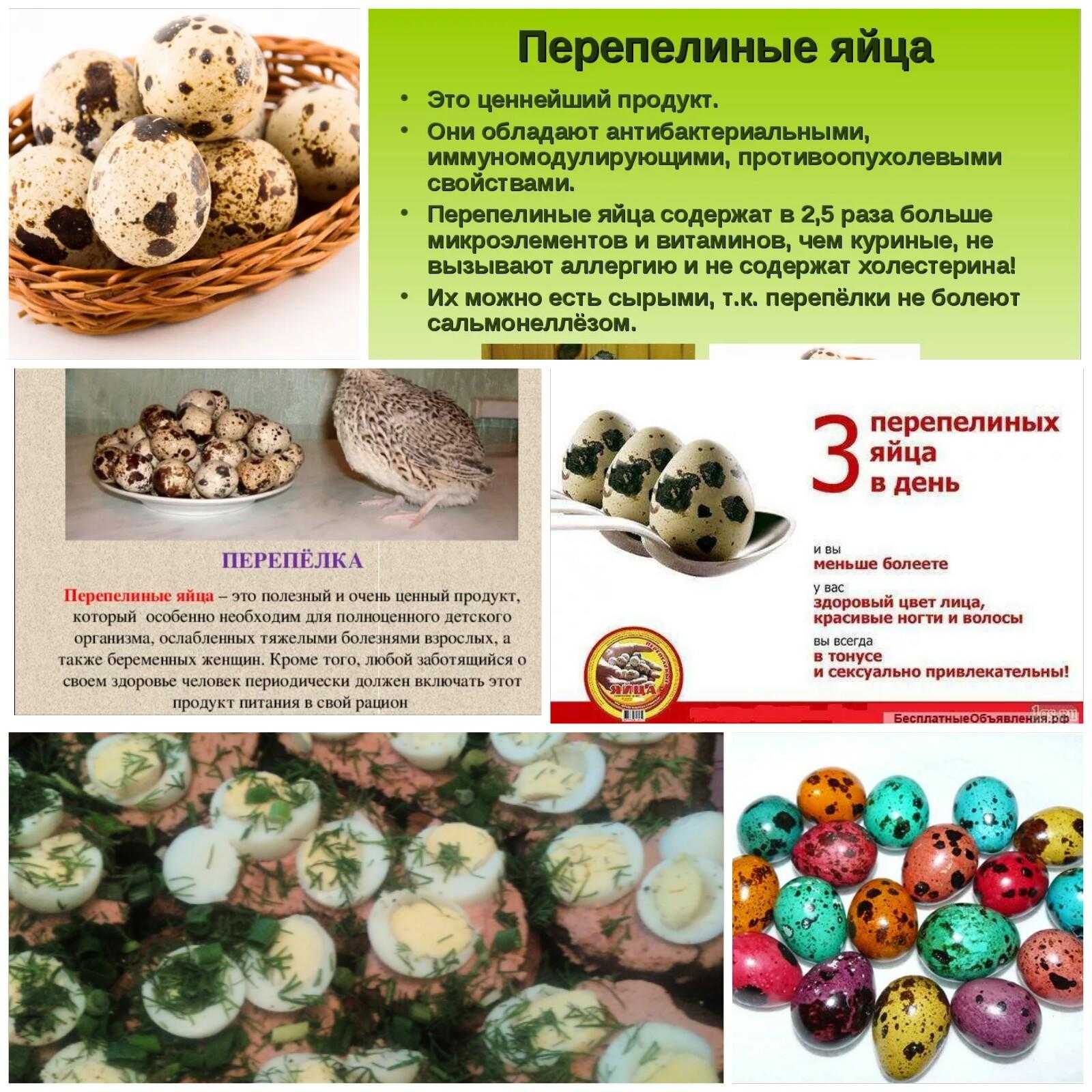 Реклама перепелиных яиц в картинках
