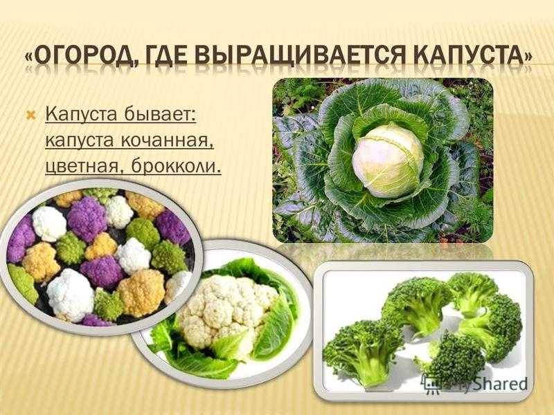 Как приготовить брокколи вкусно и просто – полезные рецепты