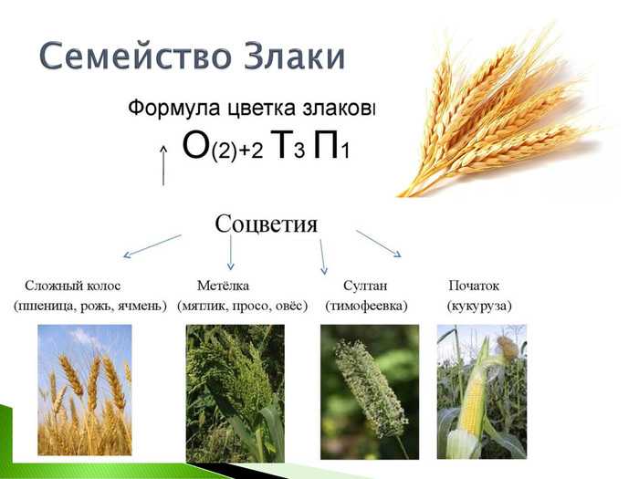 Диаграмма пшеницы. Семейство злаковые таблица