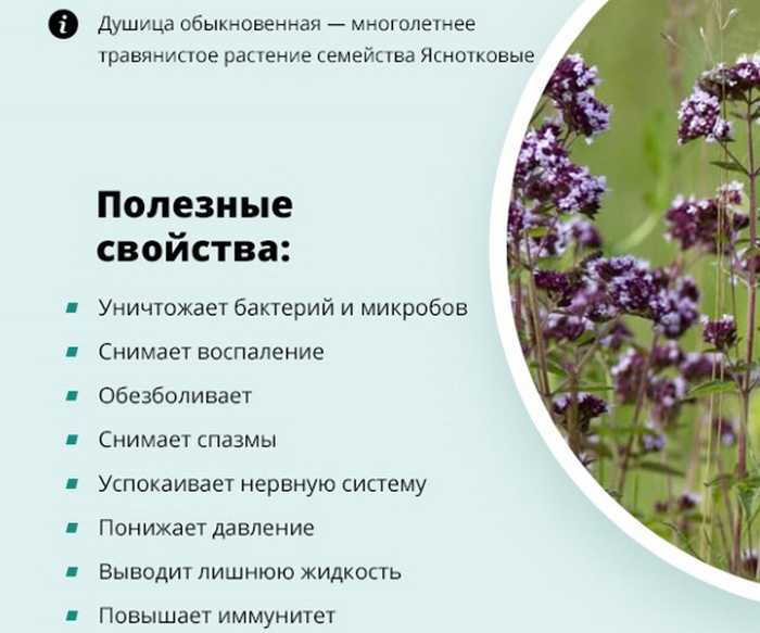 Душица: лечебные свойства и противопоказания для организма человека