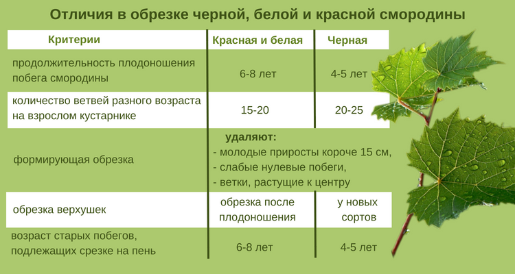 Компот из смородины
