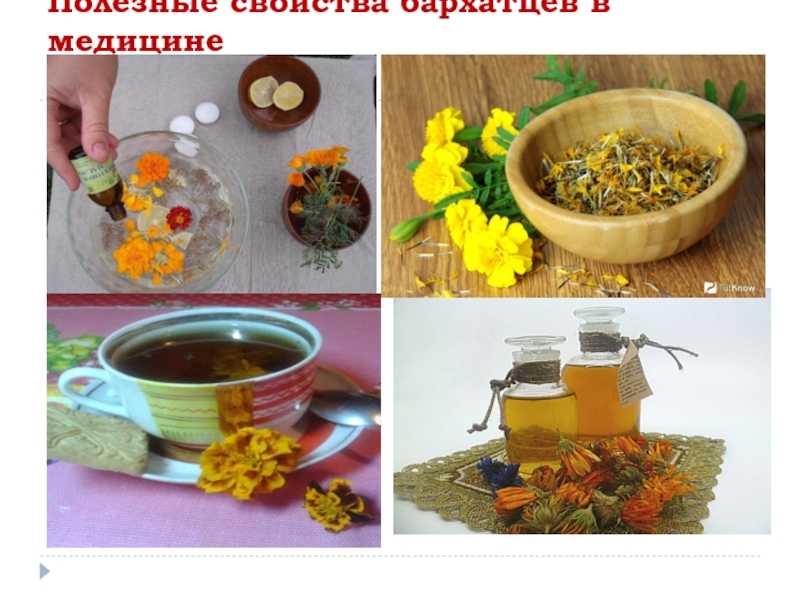 Бархатцы – лечебные свойства и противопоказания, применение в народной медицине (+отзывы)