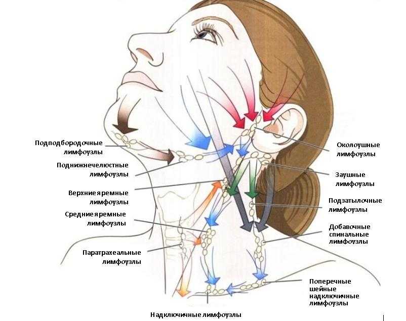 Лимфатические узлы на лице и шее схема