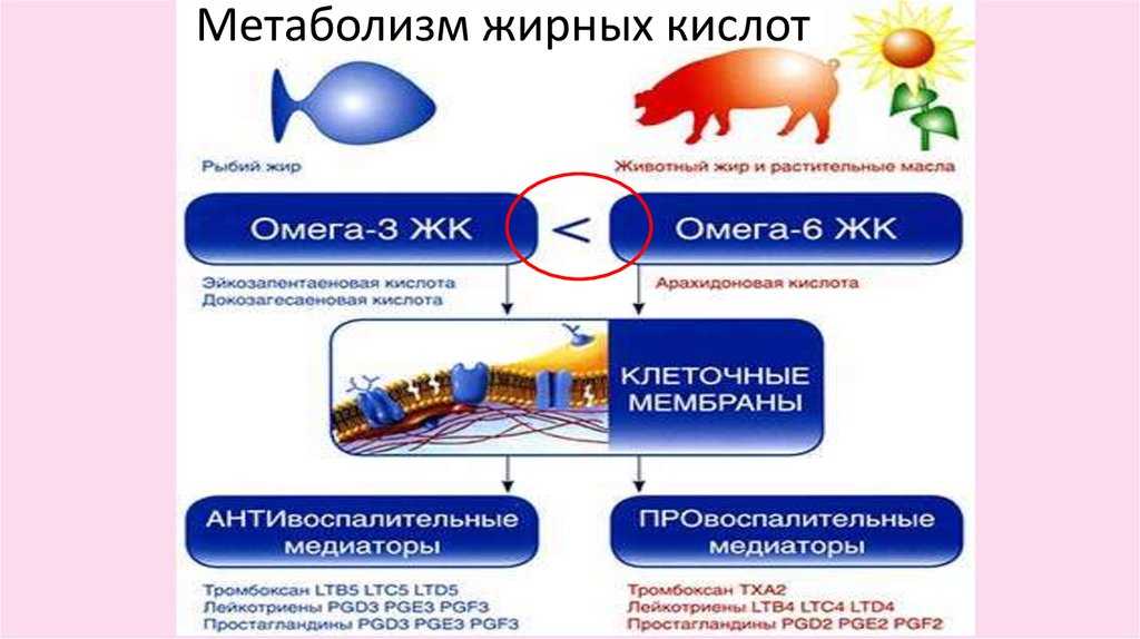 Эффективное снижение жировой массы за четыре дня упражнений и ограничения калорийности питания | fpa