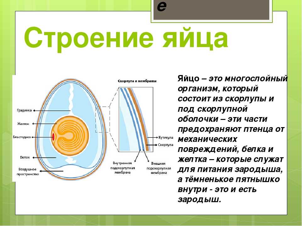 Яйцо в разрезе схема