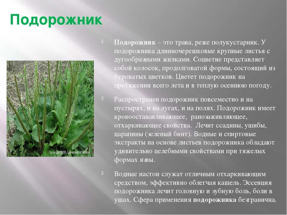 Известно что подорожник многолетнее травянистое растение используя эти сведения и рисунок