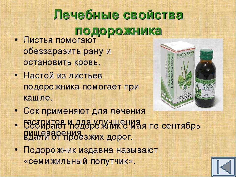 Подорожник: лечебные свойства, противопоказания и применение