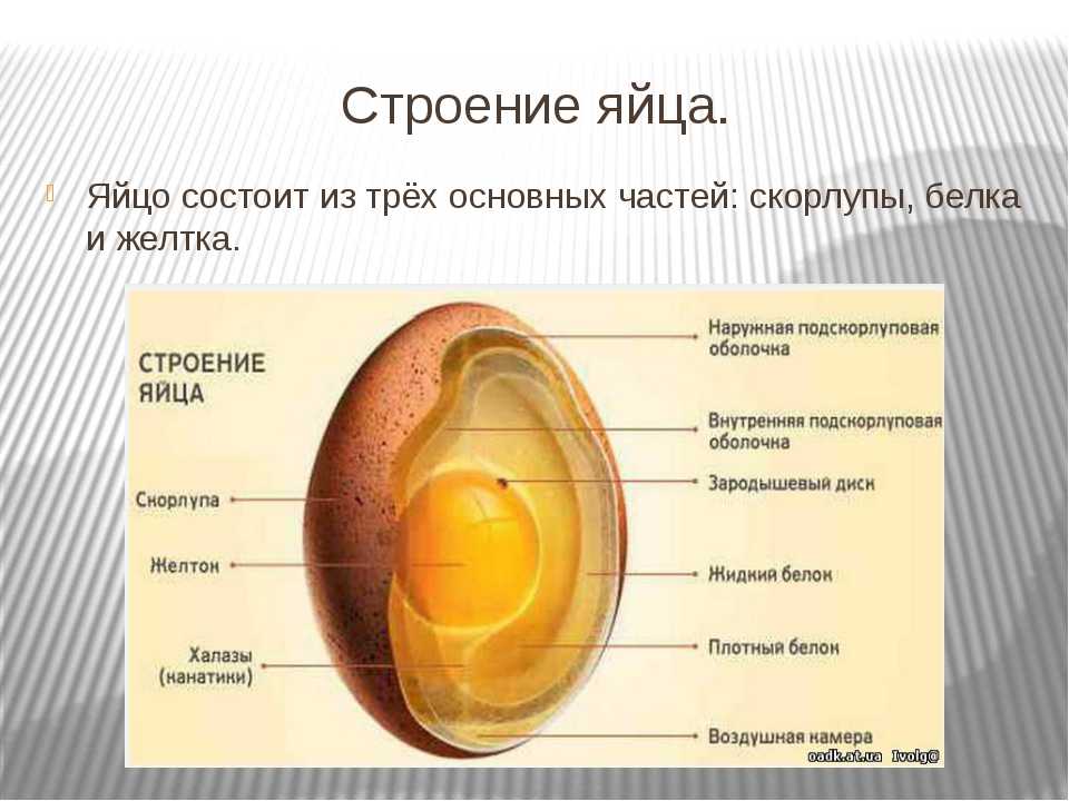 Основная функция яйца. Строение белка яйца. Строение яйца скорлупа желток белок. Строение скорлупы куриного яйца. Строение скорлупы яйца.