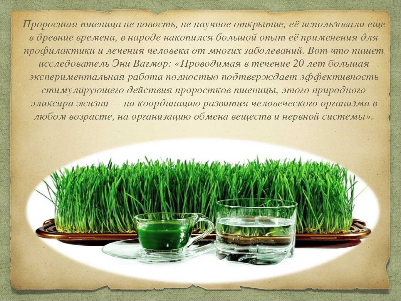 Пшеница пророщенная - калорийность, полезные свойства, польза и вред, описание