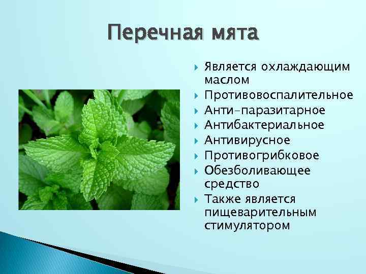 Мята