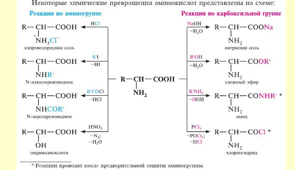 8 незаменимых аминокислот или полноценные белки — питание в бодибилдинге
