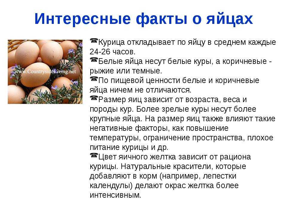 В каких продуктах содержится белок? список растительных и животных источников протеина