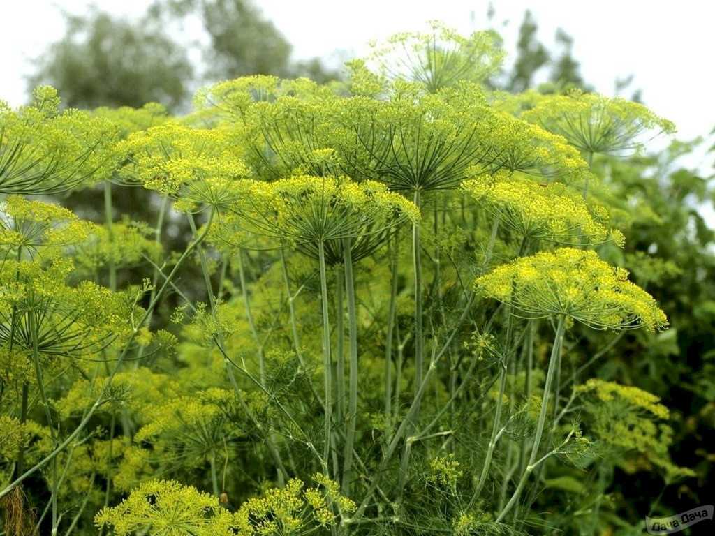 Трава похожая. Фенхель дикий. Anethum graveolens. Укроп (Anethum). Укроп пахучий.