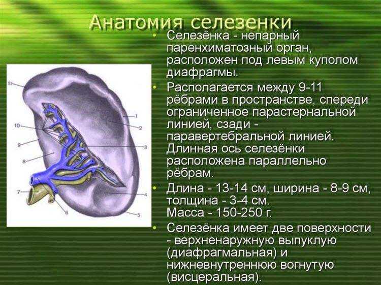 Почему болит селезенка, если бегаешь и что с этим делать?