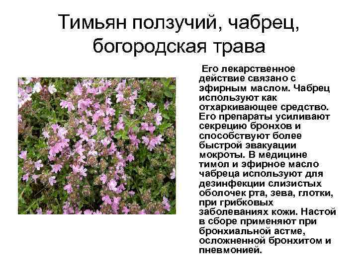Лечебные свойства чабреца: польза для взрослых и детей, противопоказания и народные рецепты