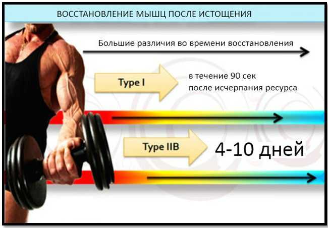 Восстановление мышц после тренировки. сколько надо времени?