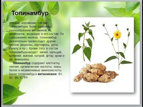 Топинамбур для похудения: как готовить, сколько можно есть и какого эффекта ждать – лечение