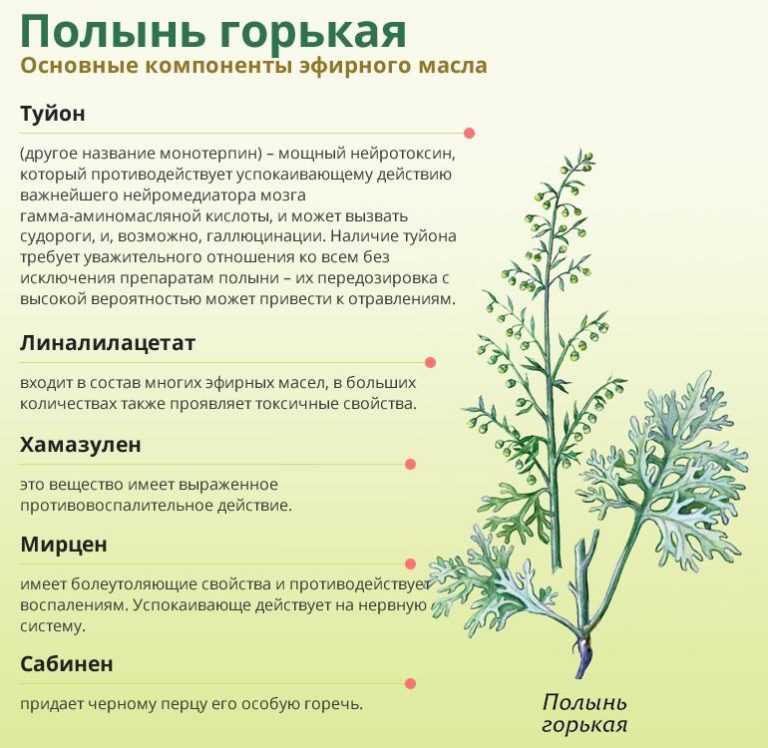 Очищение организма полынью Как правильно принимать полынь для очищения от паразитов, чистки печени Рецепты полынных настоек, отваров, чаев