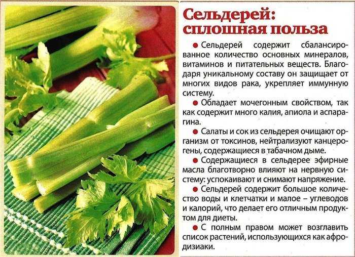 Сельдерей при беременности: польза и вред на ранних сроках и во время 3 триместра, и можно ли есть стебель овоща будущим мамам, когда этого нельзя делать и почему?