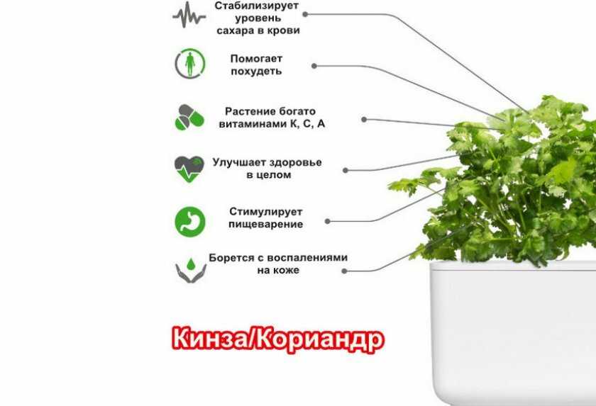 Кориандровый мед: полезные свойства и противопоказания меда из кинзы