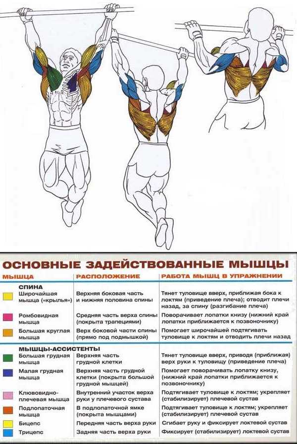 Подтягивания: все виды и техника выполнения