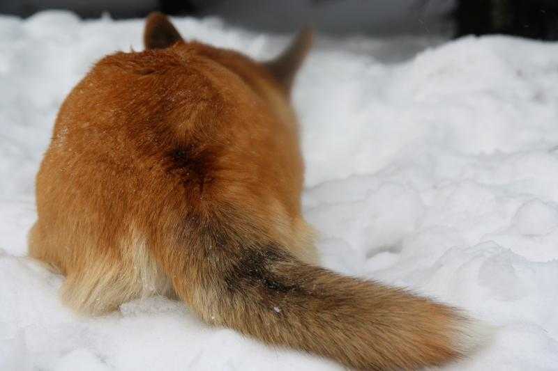 Лисий хвост картинка