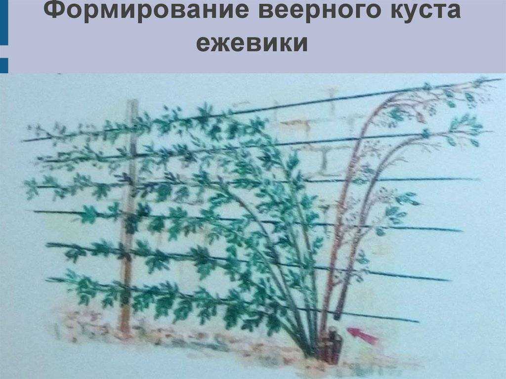 Как обрезать ежевику весной, летом и осенью: основные правила обрезки, рекомендации для начинающих, фото и видео