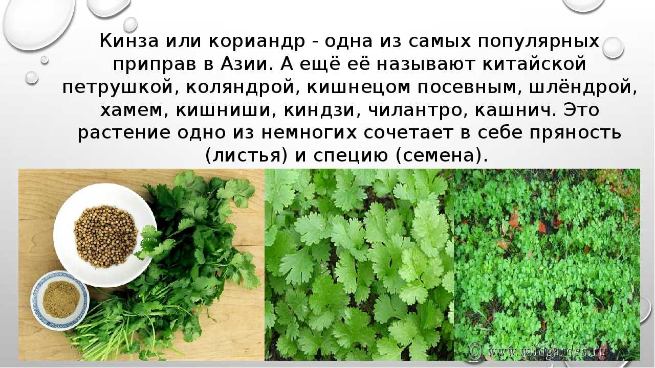 Кориандр: польза пряности для здоровья и противопоказания
