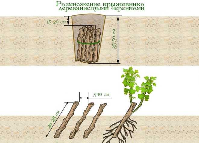 Как размножить бесшипную ежевику