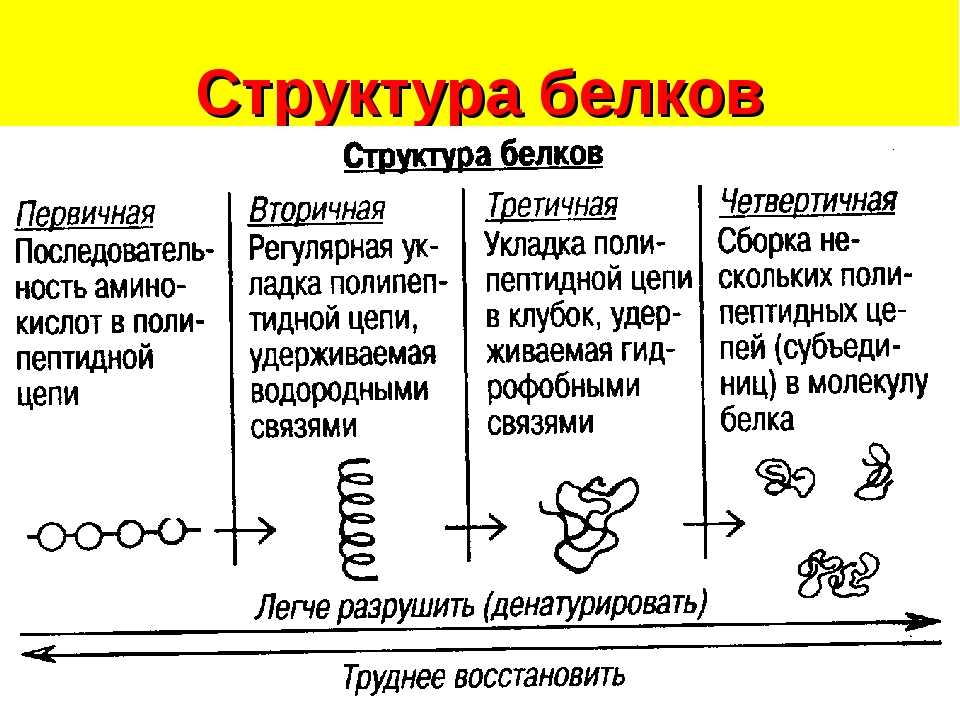 Белка – виды и описание, чем питаются, где живут, фото и видео | семейство беличьих