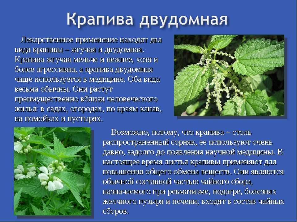 Употребление лекарственных трав во время беременности - мировая тенденция Крапива относится к числу наиболее эффективных средств насыщения организма витаминами и антиоксидантами, необходимыми для нормального развития плода Несмотря на распространенное мне