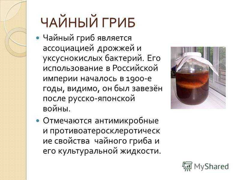 Чайный гриб при сахарном диабете 2 типа: можно или нет