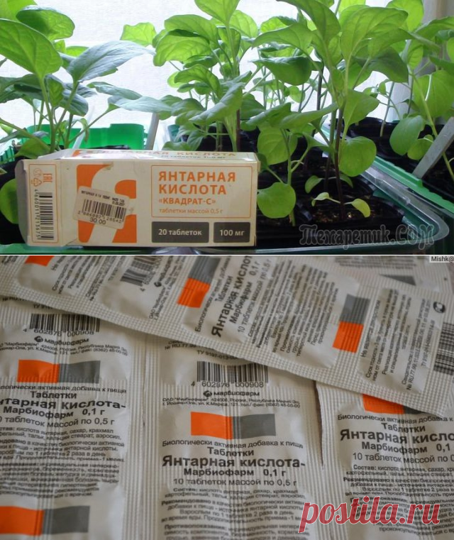 Янтарная кислота для комнатных растений в таблетках: как применять природный продукт