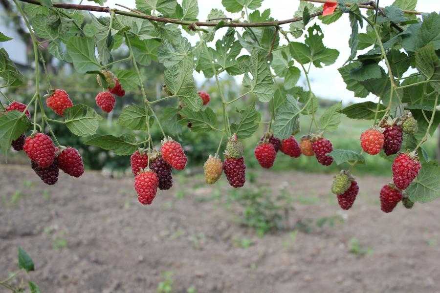 Ежемалина сорта описание и фото